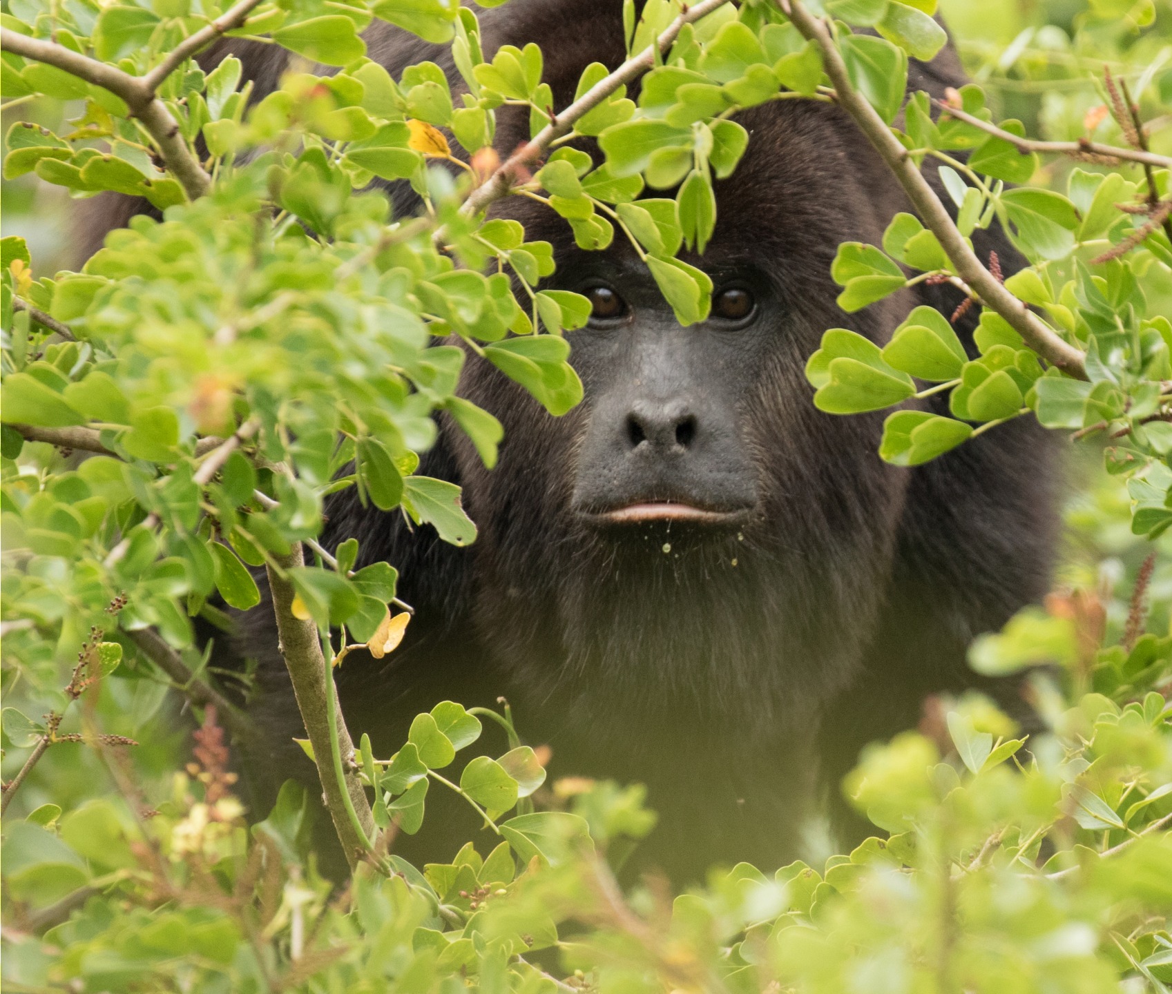 Animaux du Bélize : où les voir ?