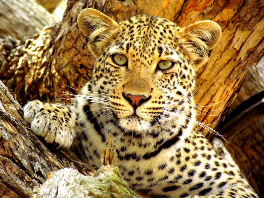 Marloth Park