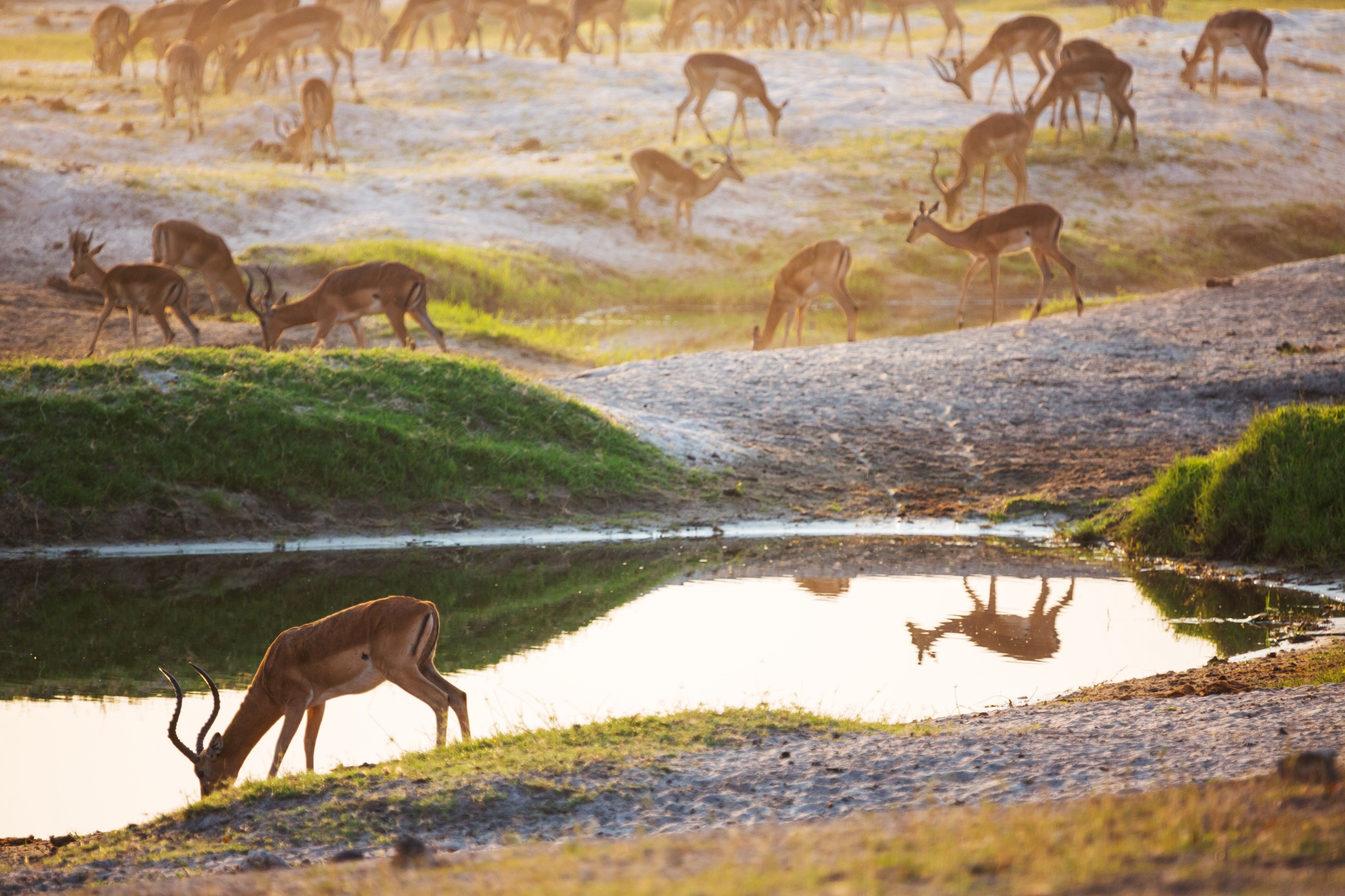 Safari in Mozambique: Our complete guide
