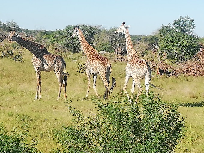 Réserve spéciale de Maputo