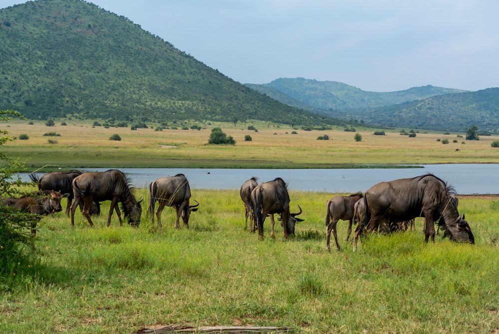 Parc national de Pilanesberg