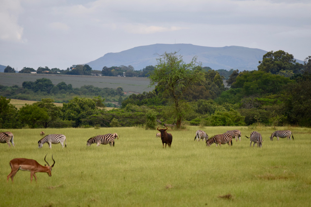 Mlilwane Wildlife Sanctuary