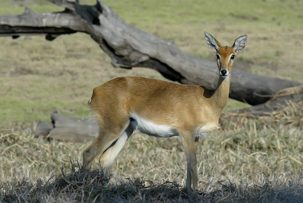 Parc national de Gorongosa