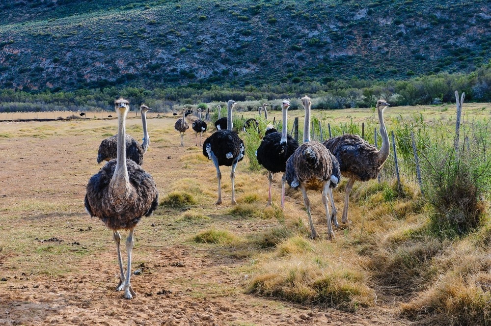 Oudtshoorn