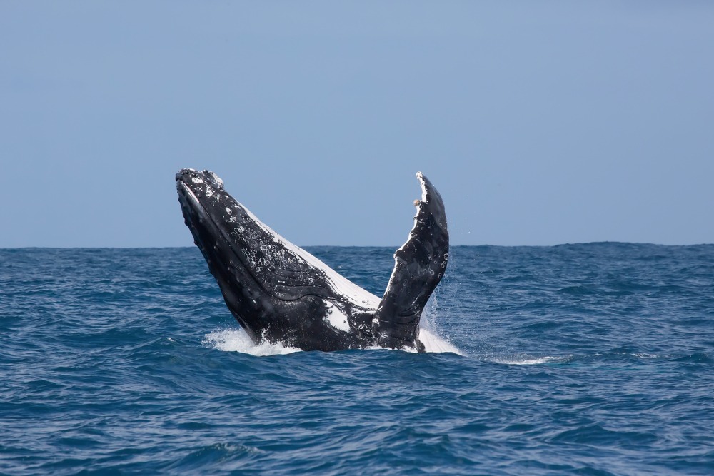 Observer les baleines à bosse au Mozambique de façon responsable : l’interview exclusive d’Atiba Voyage