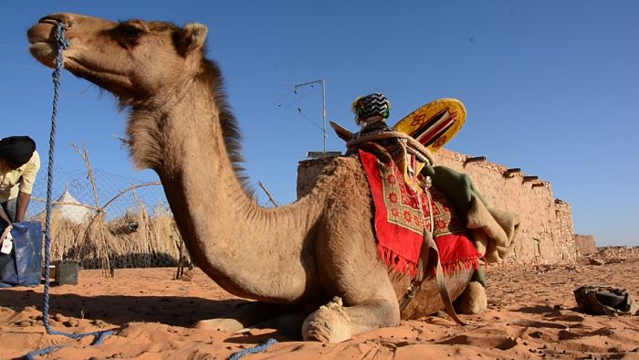 LE DROMADAIRE: un animal exceptionnel qui demande à être connu!! Partie 1
