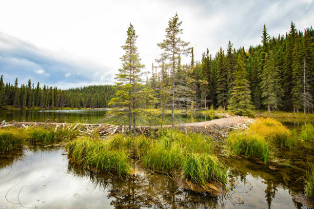 Beaver Creek