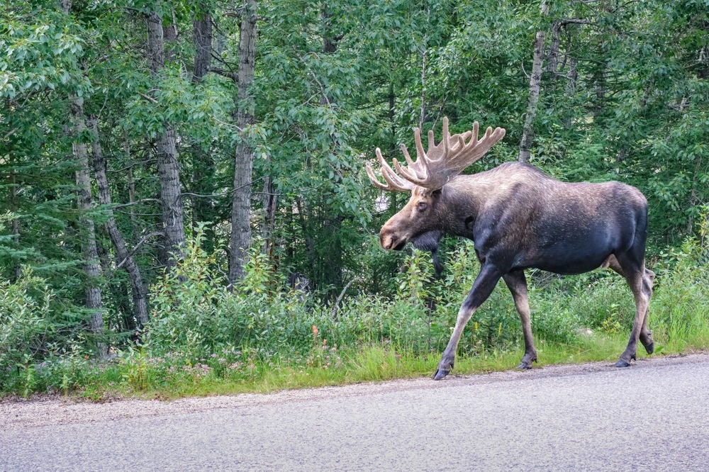 Réserve faunique du Yukon