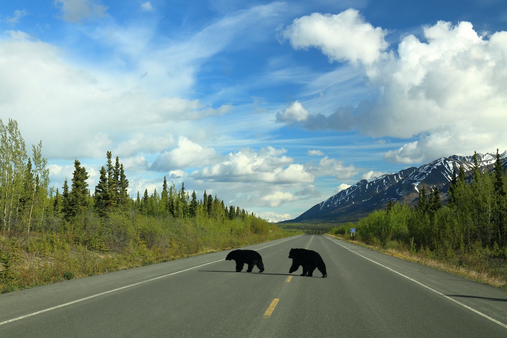 Parc national et réserve de Kluane