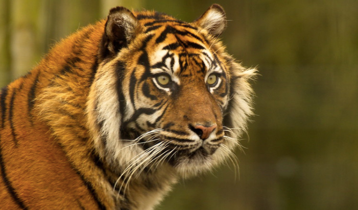 Le tigre s'empare des hauts pics népalais