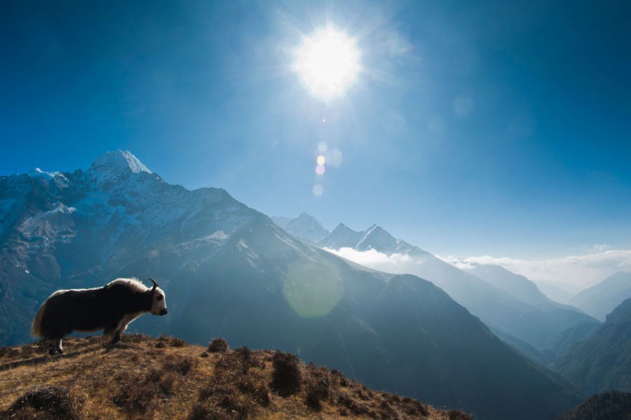 Annapurna