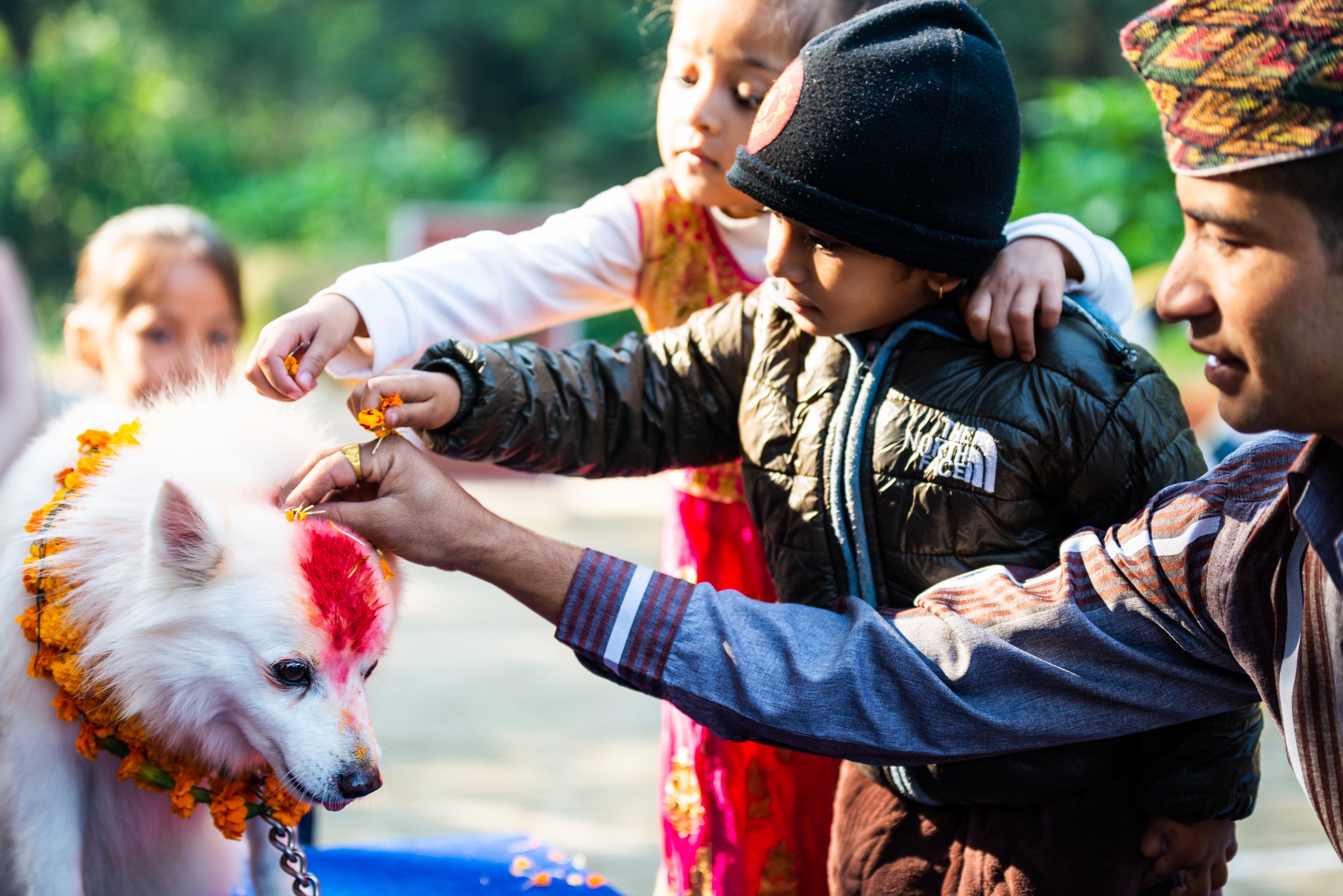 Kukur Tihar : le festival qui célèbre les chiens au Népal