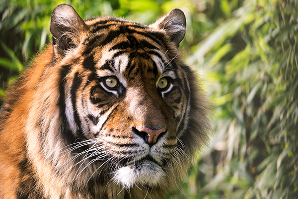Au Népal, la population de tigre sauvage se porte bien