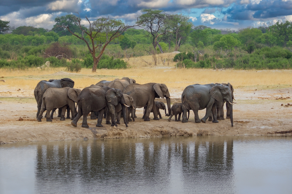 Hwange National Park