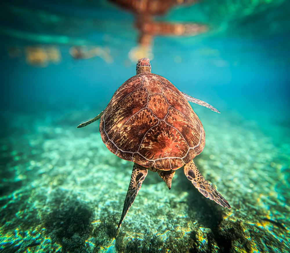 Apo Island