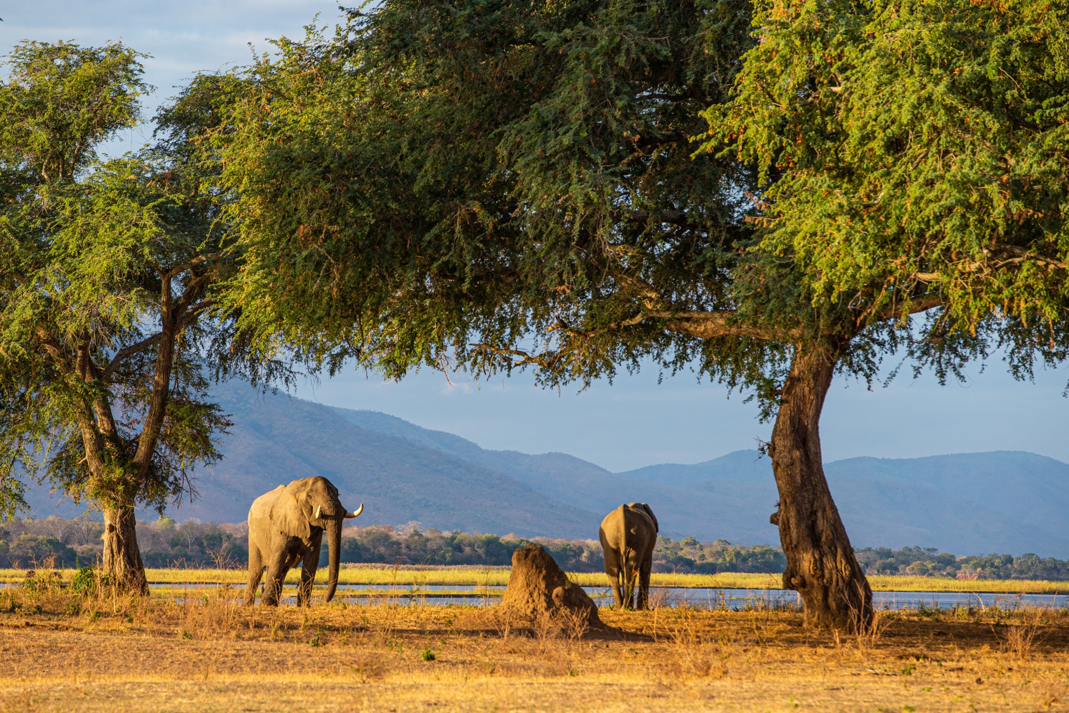 Big Five au Kenya : où les voir ?