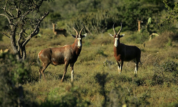 Le Parc national des marais de Saiwa
