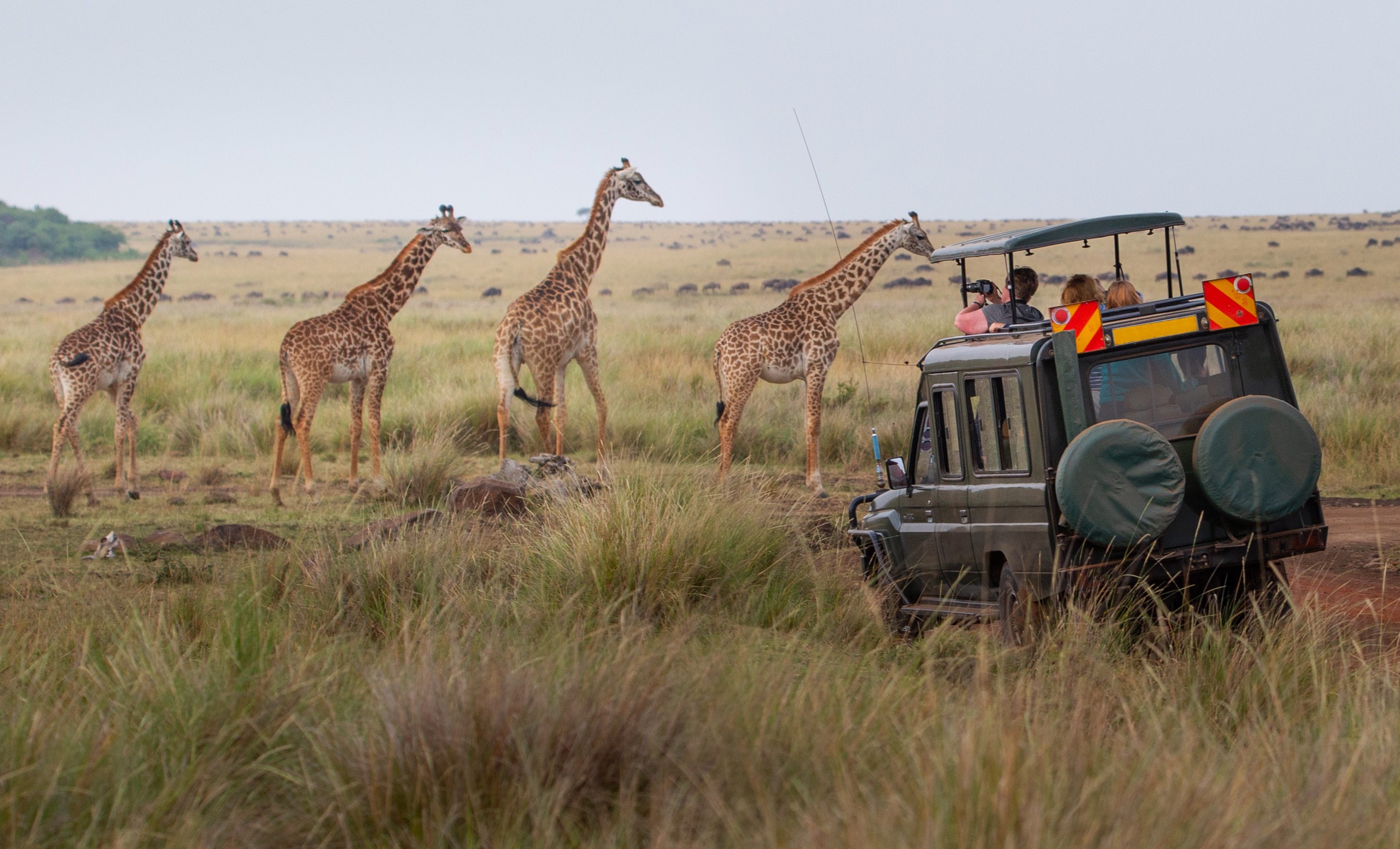 Quelle est la meilleure période pour faire un safari au Kenya ?
