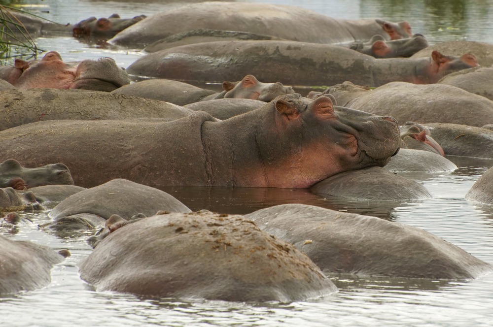 Voir les hippopotames au Kenya : 9 spots pour les observer lors d'un safari !