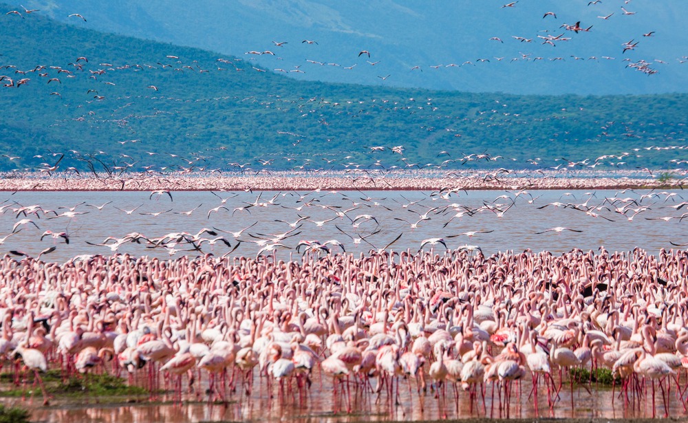Lac Bogoria