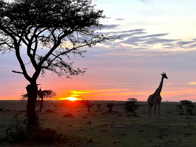 Mara Simba Lodge