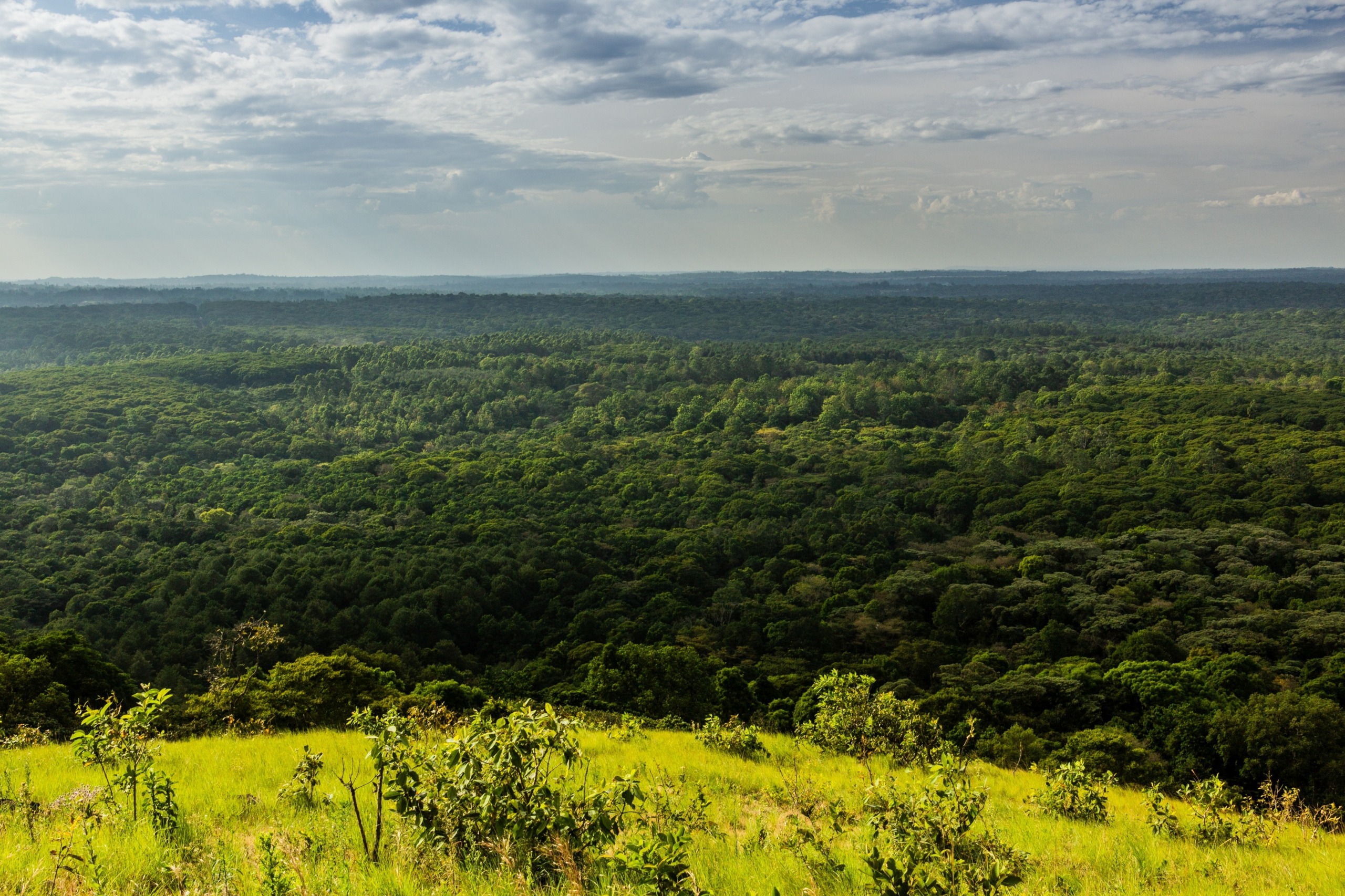 La réserve nationale de la forêt de Kakamega