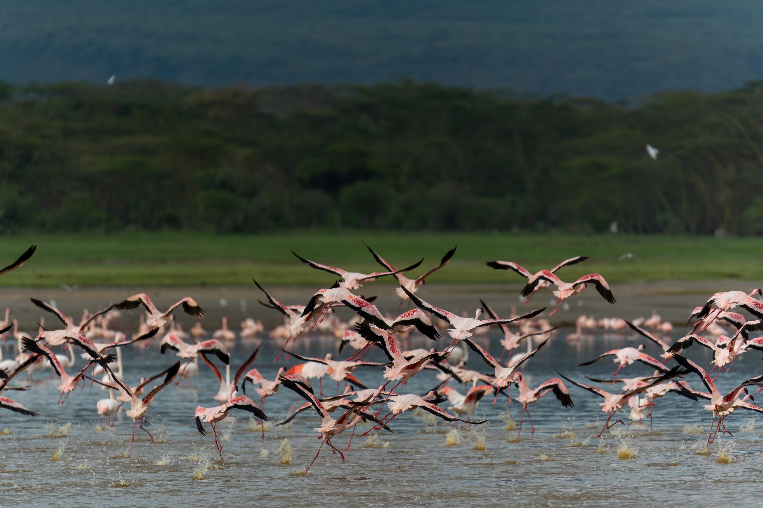 Soysambu Conservancy
