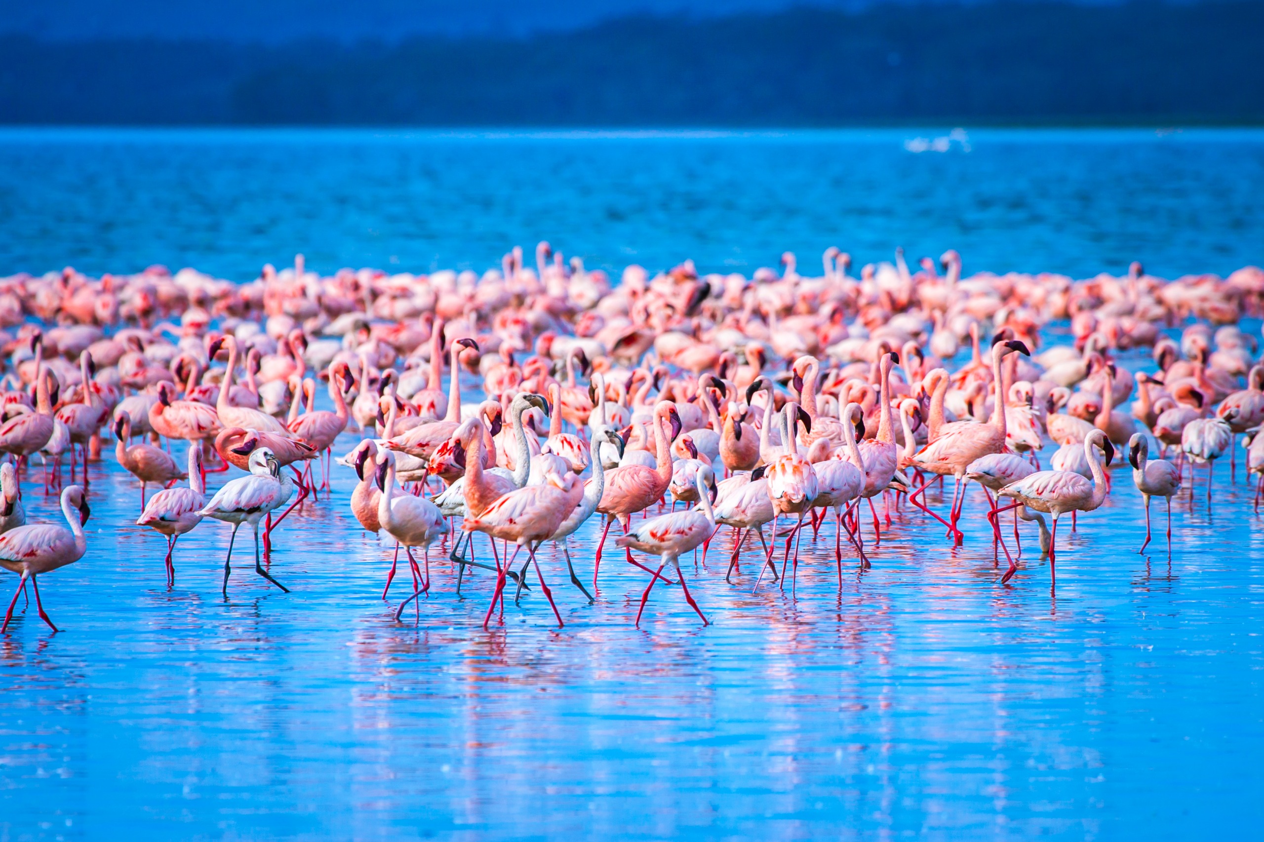 Parc national du Lac Nakuru