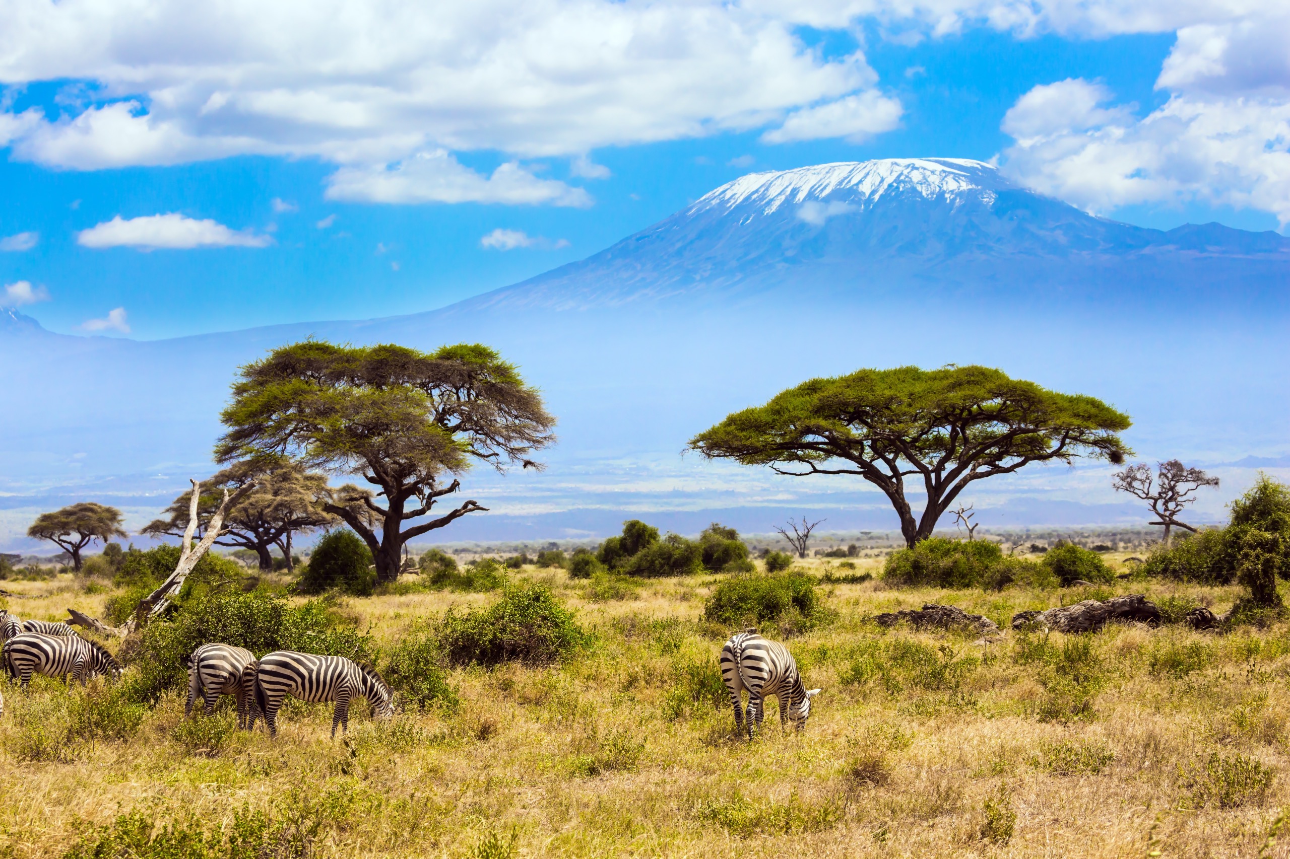 Comment faire des économies lors d’un safari au Kenya ?