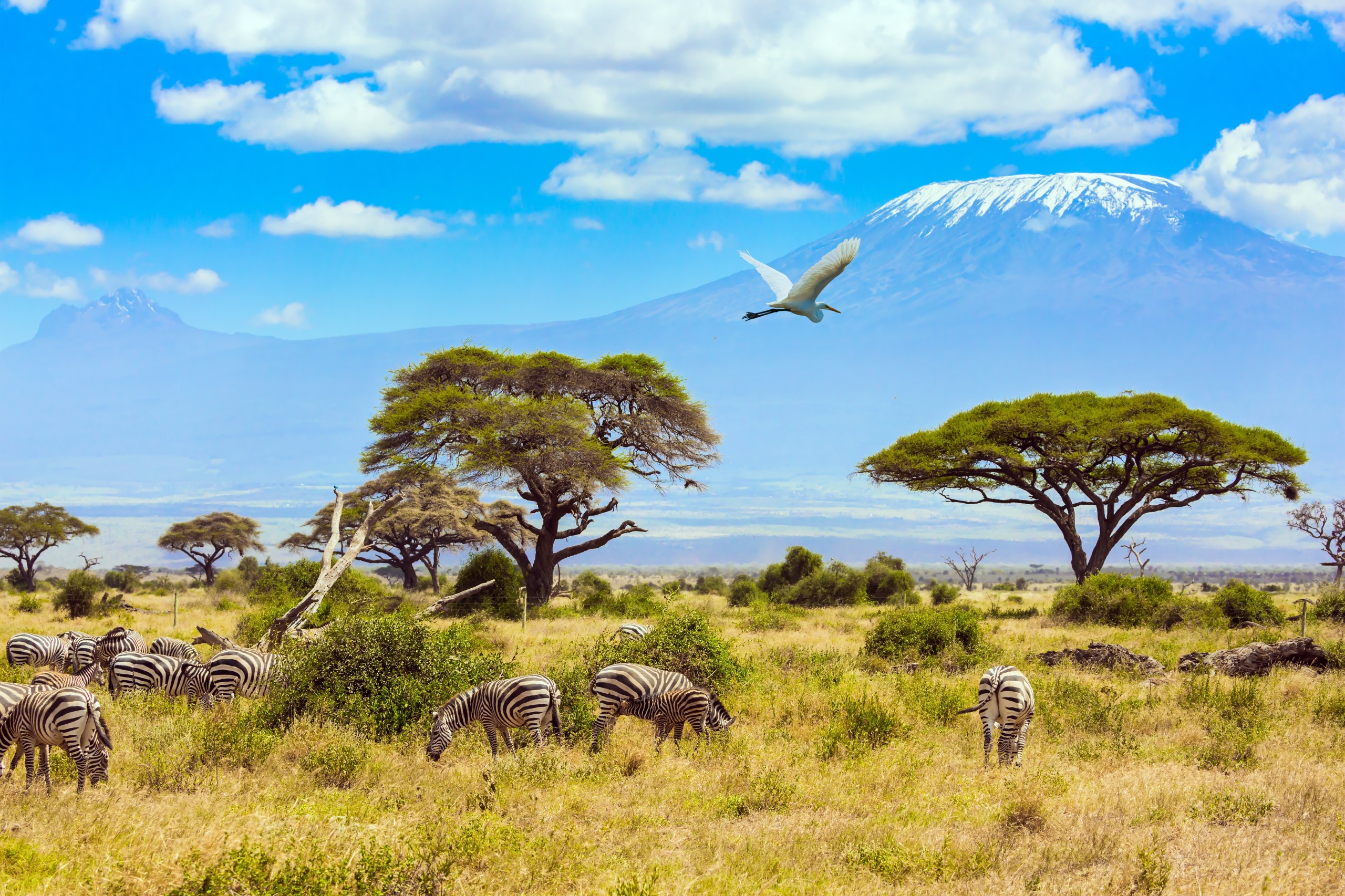 What animals can you observe in Kenya?