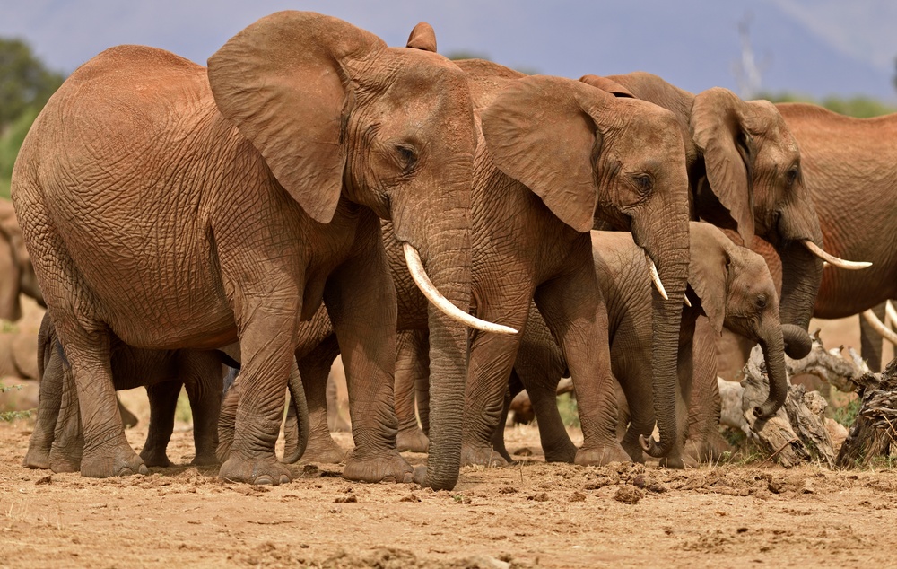Parc national Tsavo East