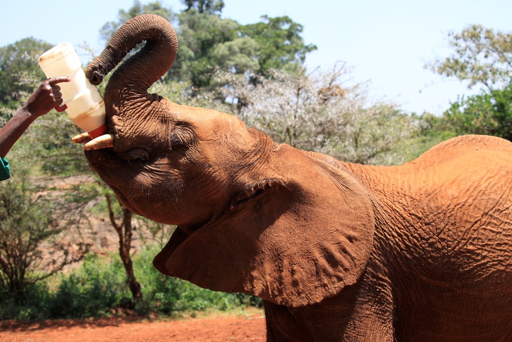 Sheldrick Wildlife Trust