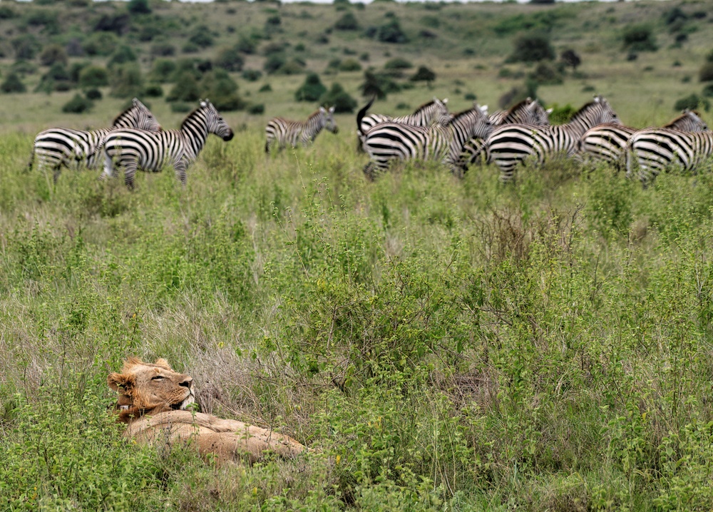Nairobi Safari Walk