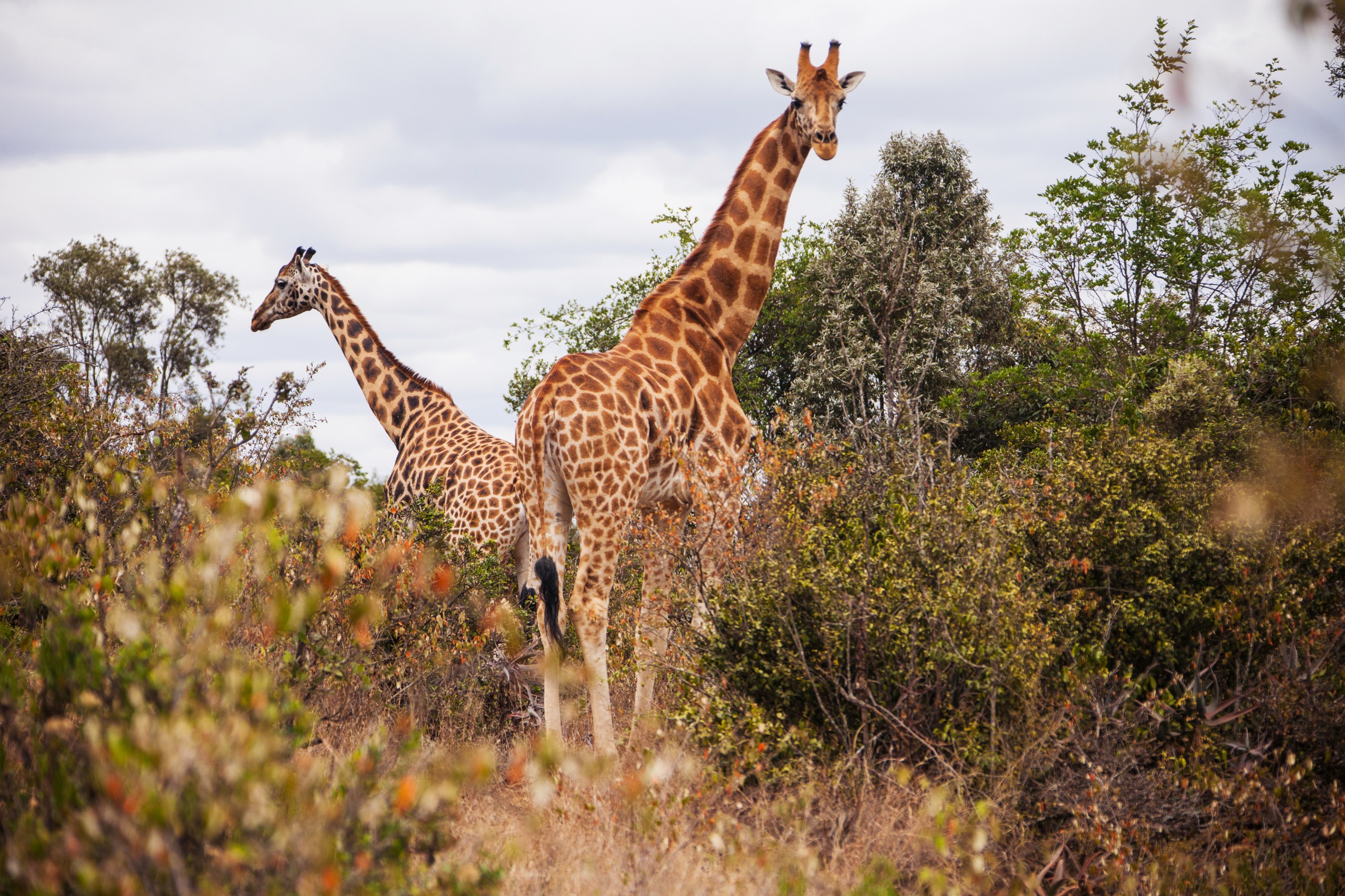 Giraffe Centre