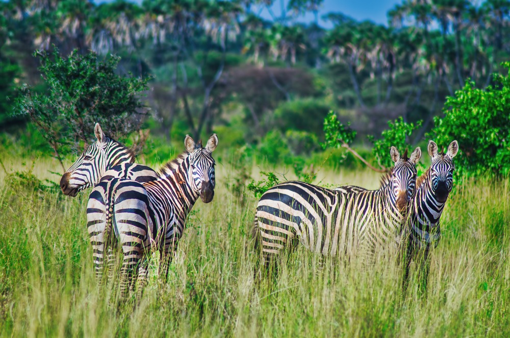 le Parc national de Meru