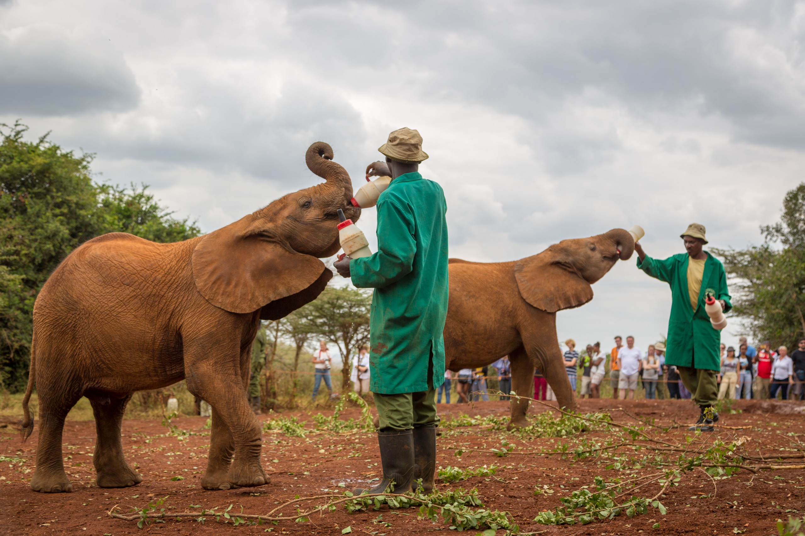 Orphelinat animalier de Nairobi