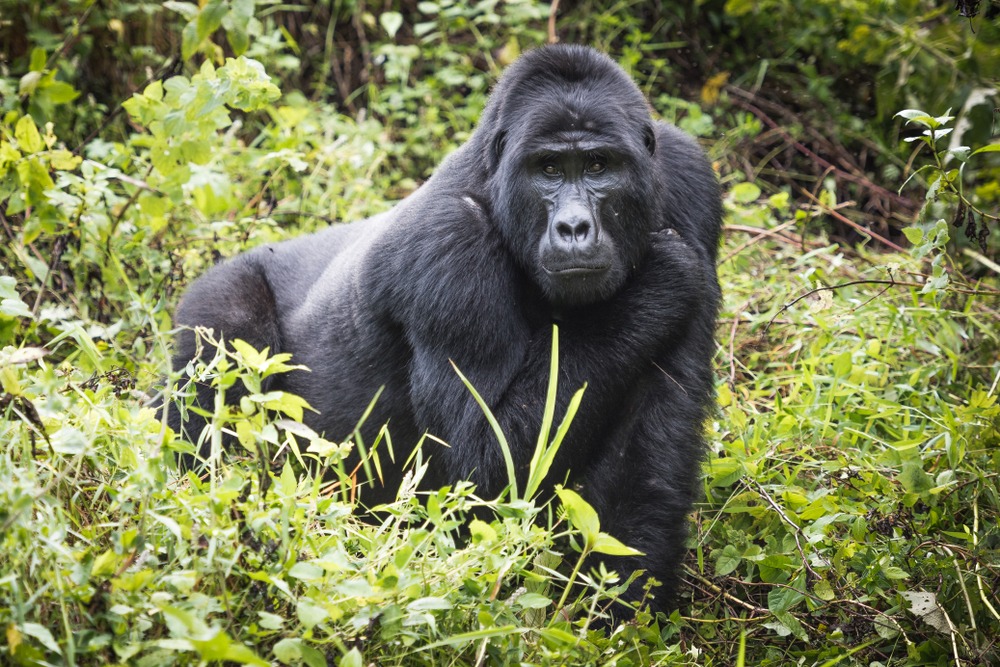Parc national de Bwindi