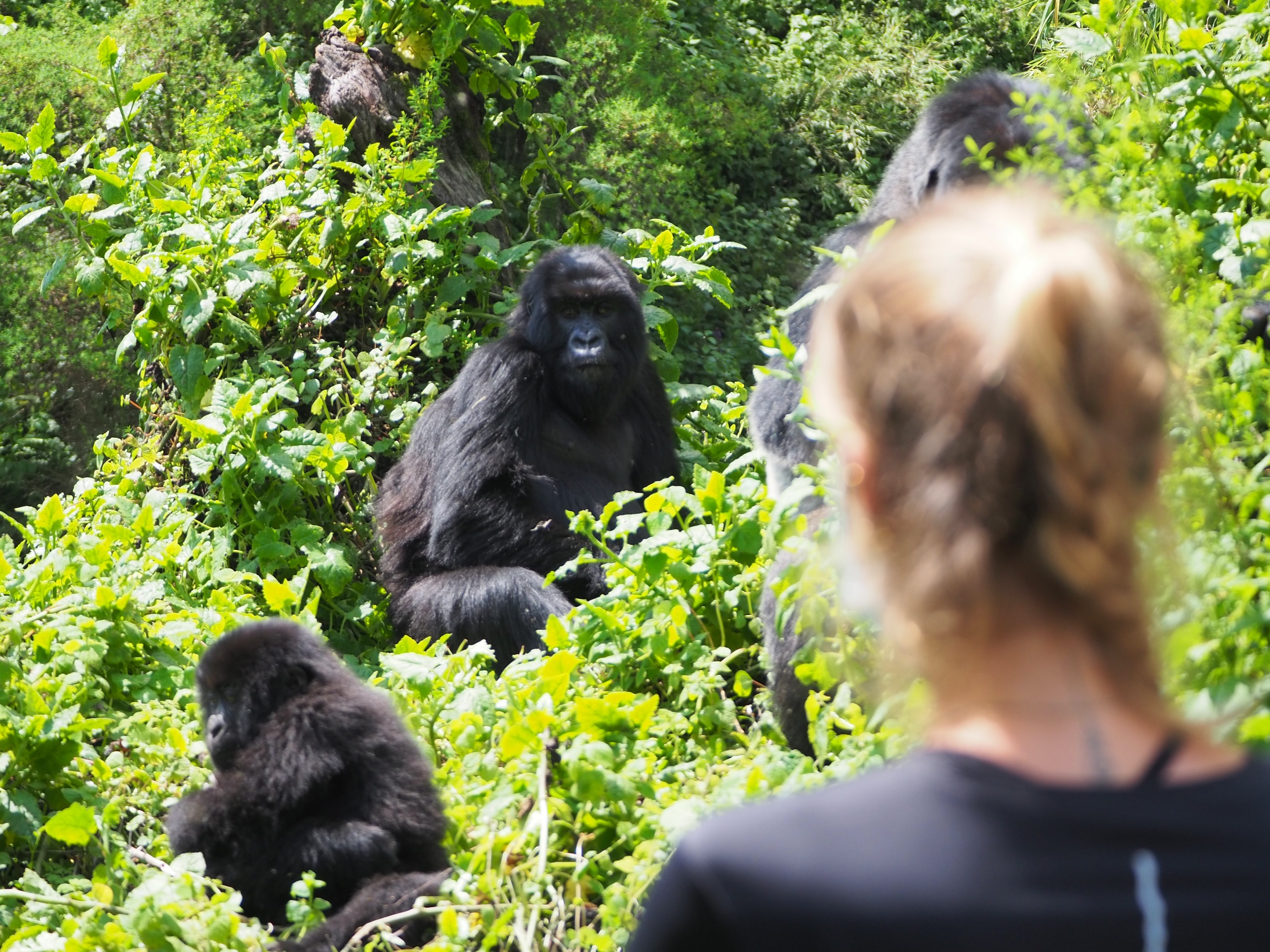 Un voyageur Nomadays — voyage Rwanda