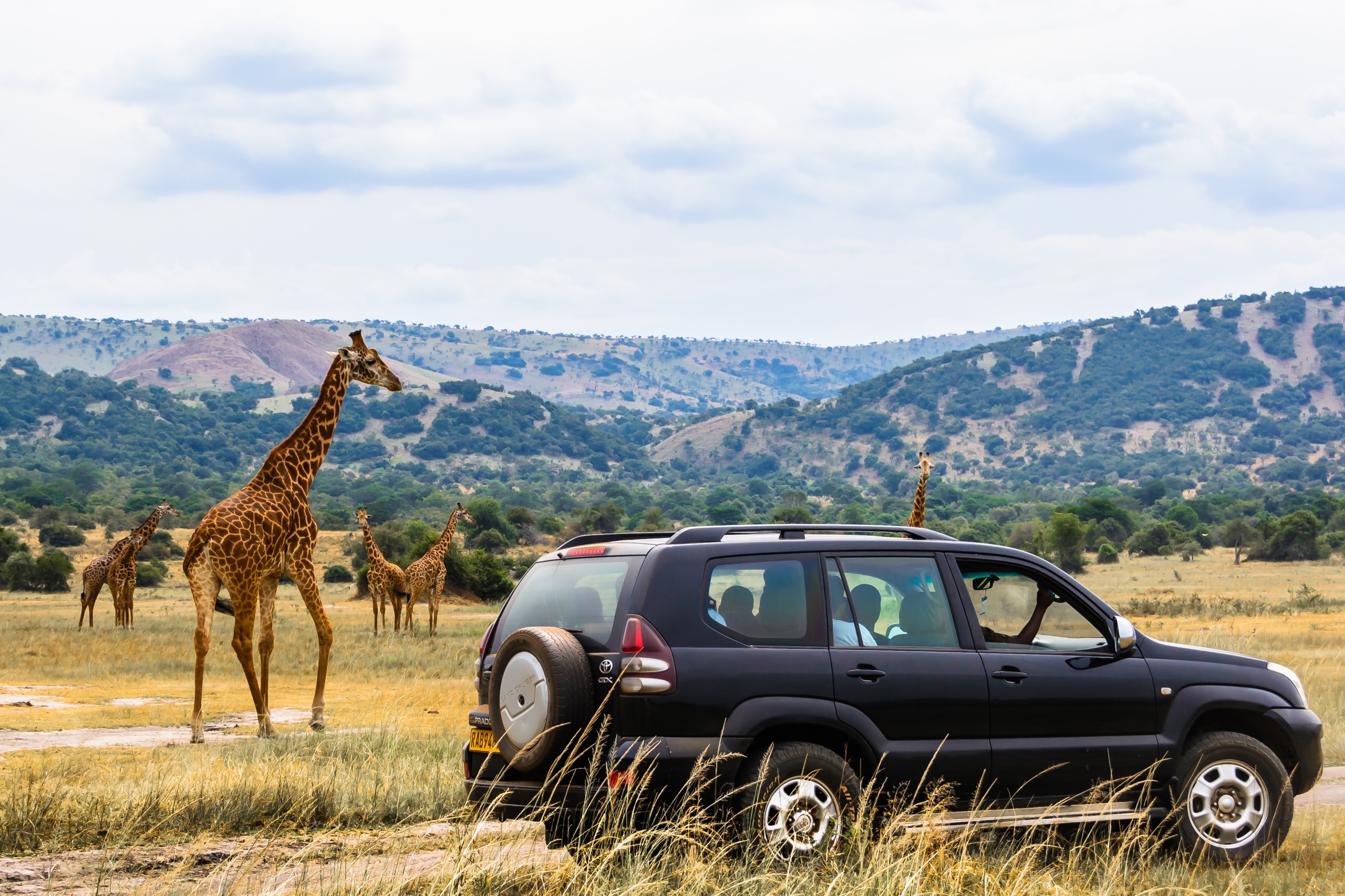 Safari au Rwanda : où voir le Big Five ?