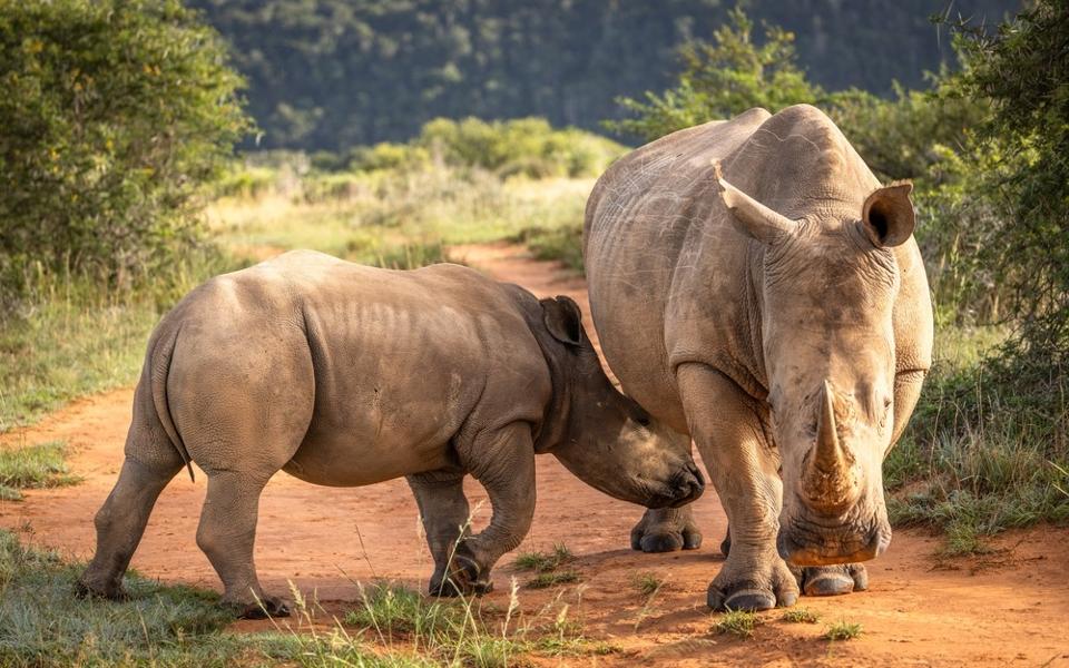 70 rhinocéros blancs viennent d’être réintroduits dans le parc de l’Akagera