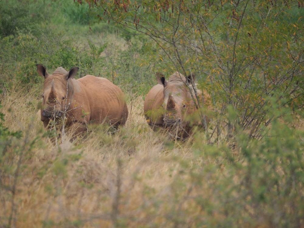 70 rhinocéros blancs viennent d’être réintroduits dans le parc de l’Akagera