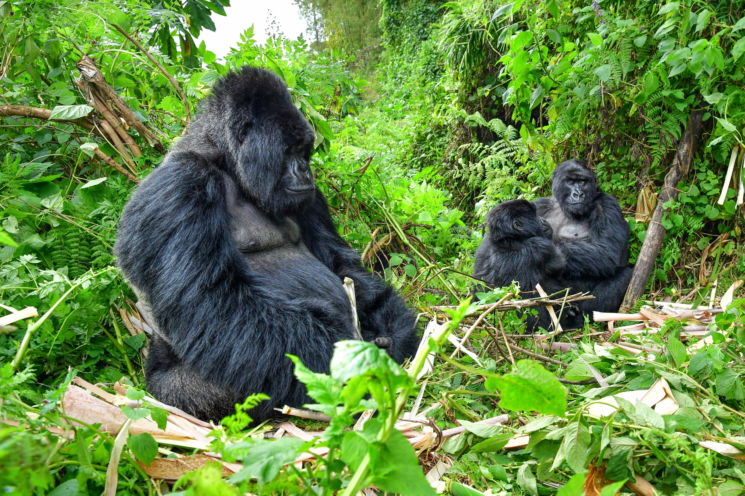 Gorilles du Rwanda : où, quand et comment les voir ?