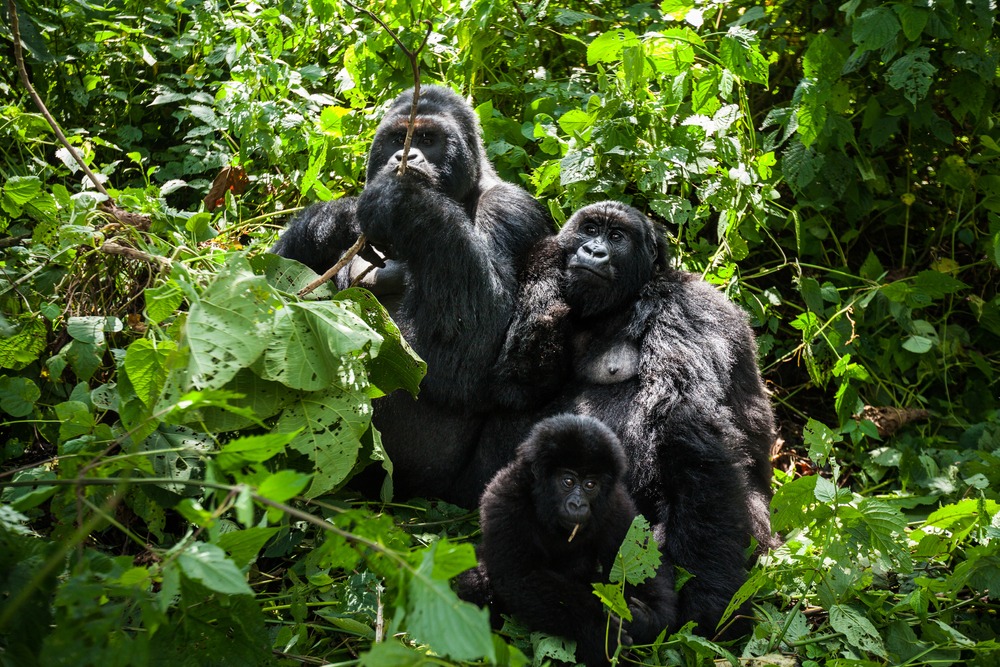 Aventure Sauvage et Rencontre avec les Gorilles