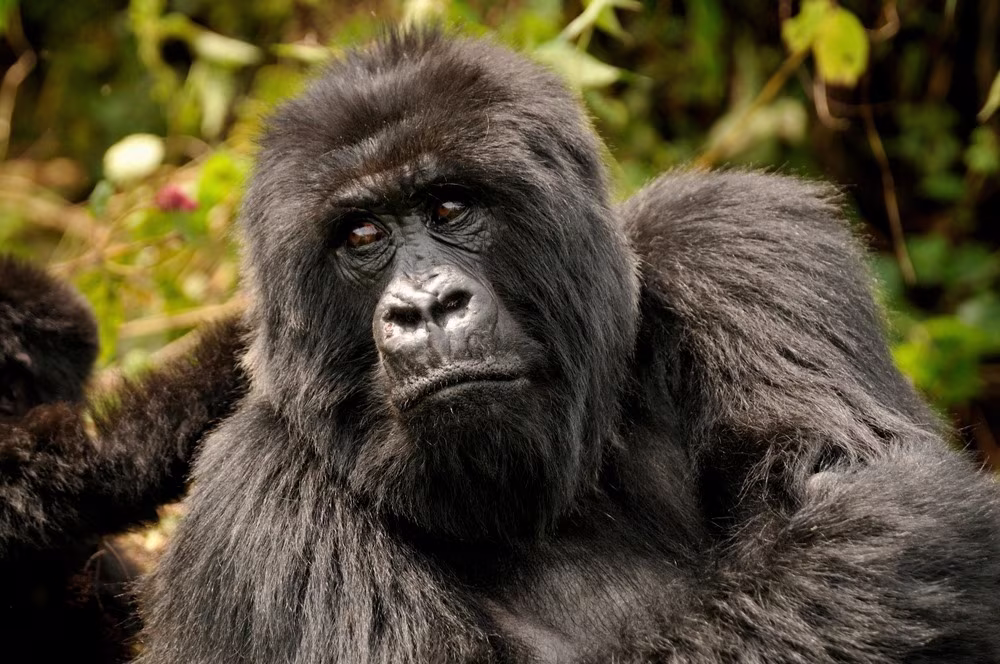 En el Corazón de los Gorilas y del Lago Kivu - 3 días de Evasión