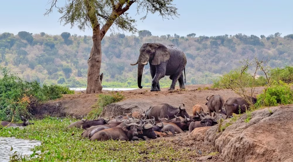 Uganda - Rwanda: Safari in the Great Lakes Africa