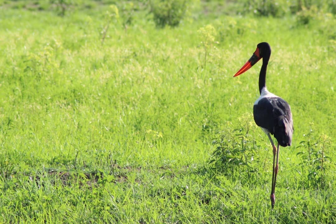 LES OISEAUX DU BENIN