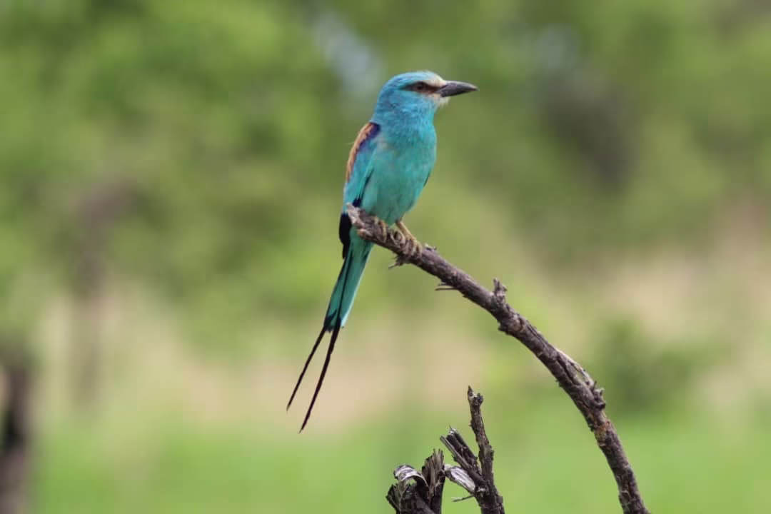 Expédition ornithologique et naturaliste