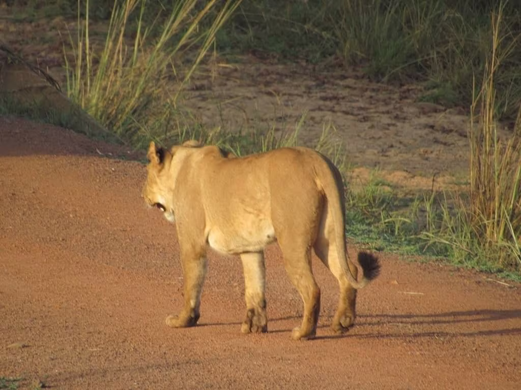 Un Safari in tutti i suoi stati