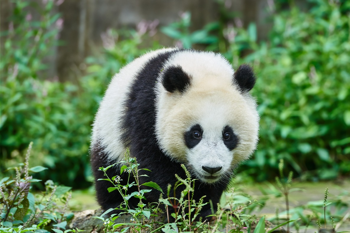 Centre de recherche et d’élevage du panda géant