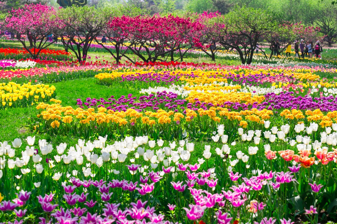 Jardin botanique de Pékin